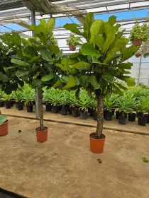 Ficus lyrata V. 35 cm H. 200 cm - Azienda Florovivaistica Ponteflora Di Pisapia Antonio