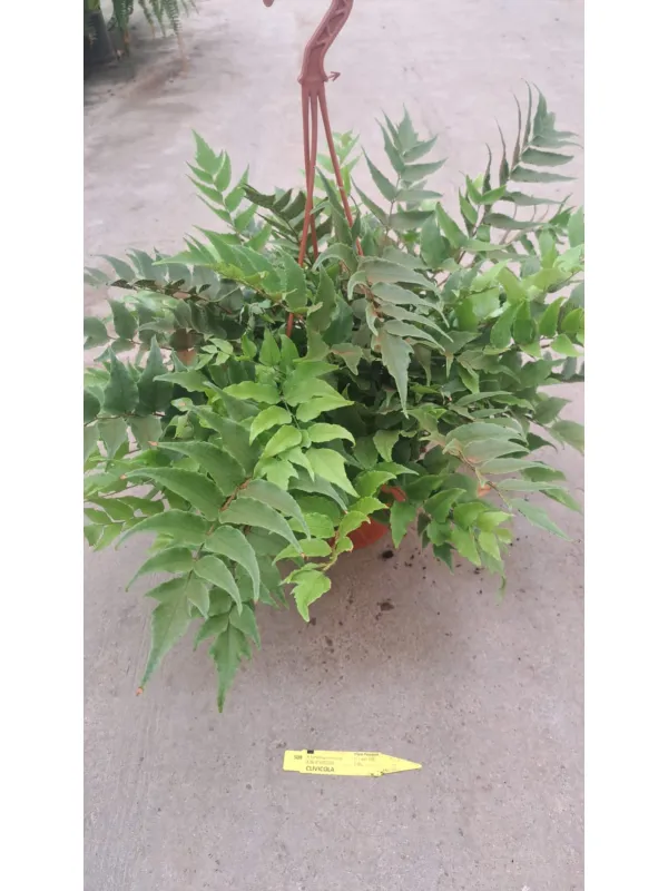 Nphrolepis cyrtorium V. 21 cm H. 50 cm - Azienda Florovivaistica Ponteflora Di Pisapia Antonio