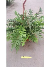 Nphrolepis cyrtorium V. 21 cm H. 50 cm - Azienda Florovivaistica Ponteflora Di Pisapia Antonio