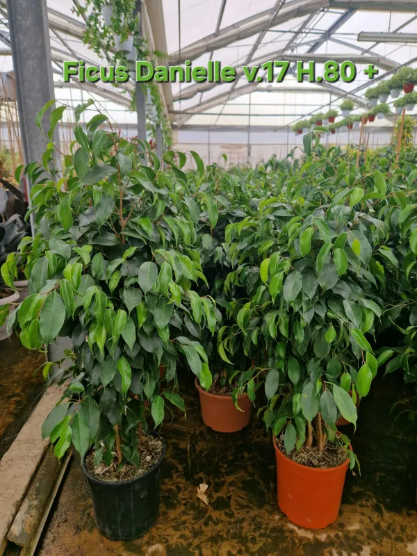 Ficus Danielle V. 17 cm H. 80 cm - Azienda Florovivaistica Ponteflora Di Pisapia Antonio