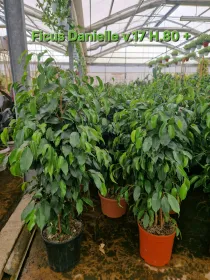 Ficus Danielle V. 17 cm H. 80 cm - Azienda Florovivaistica Ponteflora Di Pisapia Antonio