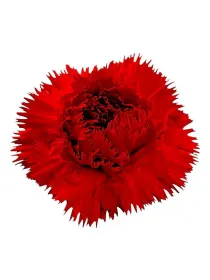 Dianthus caryophyllus Gambo 60 cm H. 60 cm Carnation / Garofano - Azienda Agricola Di Giorgio Antonio Ss
