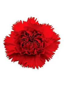 Dianthus caryophyllus Gambo 60 cm H. 60 cm Carnation / Garofano - Azienda Agricola Di Giorgio Antonio Ss
