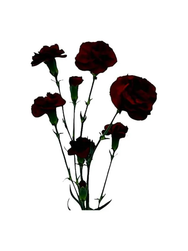 Akrata bm 164 - mini carnation young plant H. 10 cm Carnation / Garofano - Azienda Agricola Di Giorgio Antonio Ss