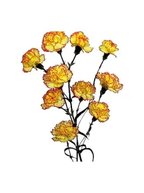Amarella h 171 - mini carnation young plant H. 10 cm Carnation / Garofano - Azienda Agricola Di Giorgio Antonio Ss