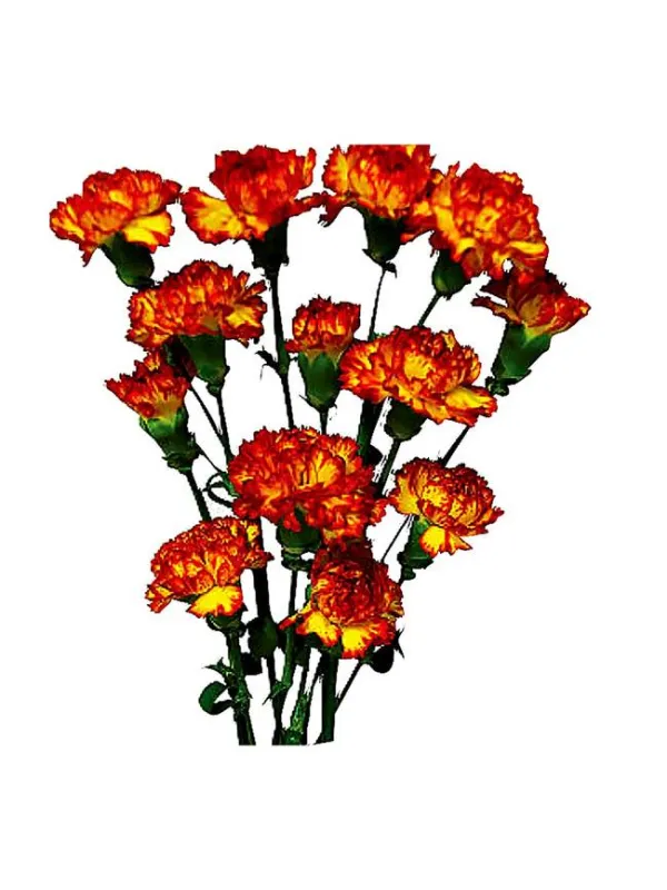 Arancio zm 140 - mini carnation young plant H. 10 cm Carnation / Garofano - Azienda Agricola Di Giorgio Antonio Ss