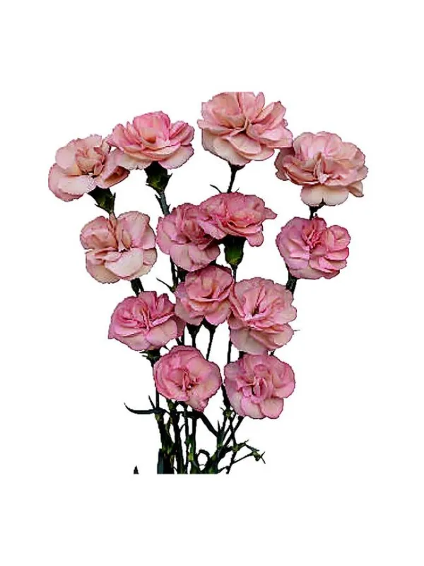 Beddik s 215 - mini carnation young plant H. 10 cm Carnation / Garofano - Azienda Agricola Di Giorgio Antonio Ss