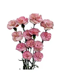 Beddik s 215 - mini carnation young plant H. 10 cm Carnation / Garofano - Azienda Agricola Di Giorgio Antonio Ss