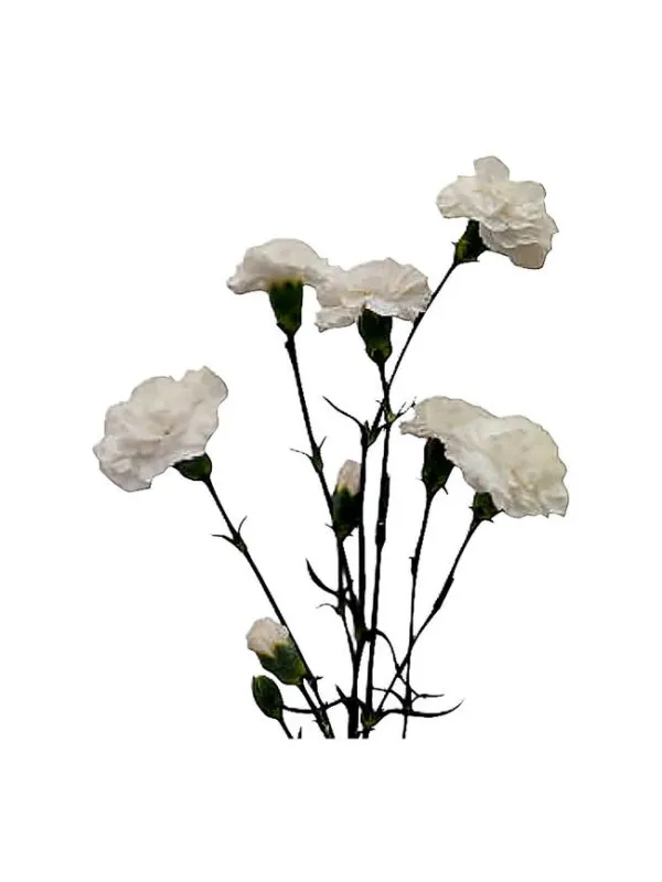 Bianco dm 218 - mini carnation young plant H. 10 cm Carnation / Garofano - Azienda Agricola Di Giorgio Antonio Ss