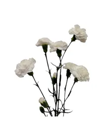 Bianco dm 218 - mini carnation young plant H. 10 cm Carnation / Garofano - Azienda Agricola Di Giorgio Antonio Ss