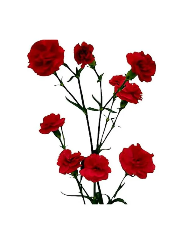 Braga wm 136 - mini carnation young plant H. 10 cm Carnation / Garofano - Azienda Agricola Di Giorgio Antonio Ss