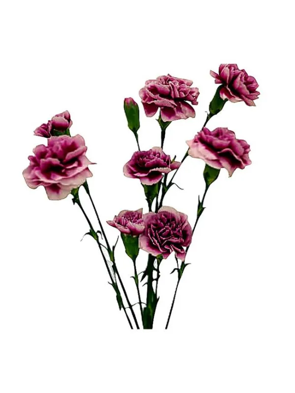 Bromley am 200 - mini carnation young plant H. 10 cm Carnation / Garofano - Azienda Agricola Di Giorgio Antonio Ss