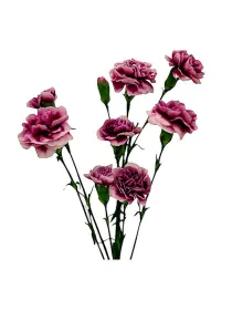 Bromley am 200 - mini carnation young plant H. 10 cm Carnation / Garofano - Azienda Agricola Di Giorgio Antonio Ss