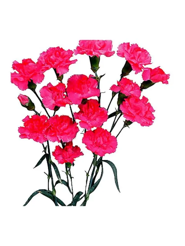 Ciclamino nemea cm 18 - mini carnation young plant H. 10 cm Carnation / Garofano - Azienda Agricola Di Giorgio Antonio Ss