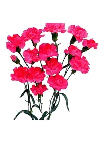Ciclamino nemea cm 18 - mini carnation young plant H. 10 cm Carnation / Garofano - Azienda Agricola Di Giorgio Antonio Ss