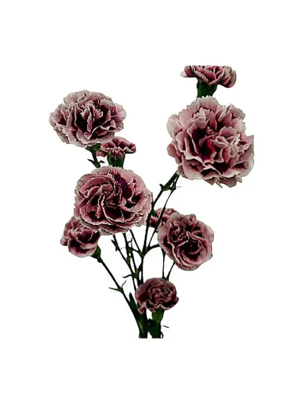 Drodo t 211 - mini carnation young plant H. 10 cm Carnation / Garofano - Azienda Agricola Di Giorgio Antonio Ss