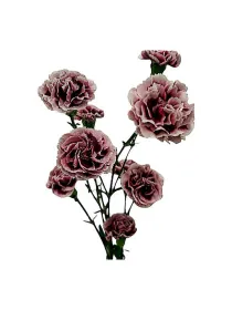 Drodo t 211 - mini carnation young plant H. 10 cm Carnation / Garofano - Azienda Agricola Di Giorgio Antonio Ss