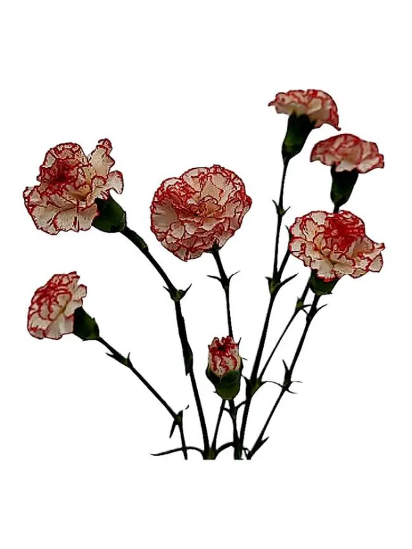 Fb albion cm 104 - mini carnation young plant H. 10 cm Carnation / Garofano - Azienda Agricola Di Giorgio Antonio Ss