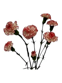 Fb albion cm 104 - mini carnation young plant H. 10 cm Carnation / Garofano - Azienda Agricola Di Giorgio Antonio Ss