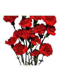 Febo d 191 - mini carnation young plant H. 10 cm Carnation / Garofano - Azienda Agricola Di Giorgio Antonio Ss