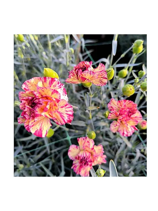 Fvep dm 221 - mini carnation young plant H. 10 cm Carnation / Garofano - Azienda Agricola Di Giorgio Antonio Ss
