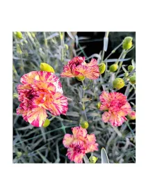 Fvep dm 221 - mini carnation young plant H. 10 cm Carnation / Garofano - Azienda Agricola Di Giorgio Antonio Ss