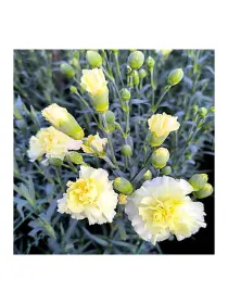 Giallo dm 37 - mini carnation young plant H. 10 cm Carnation / Garofano - Azienda Agricola Di Giorgio Antonio Ss