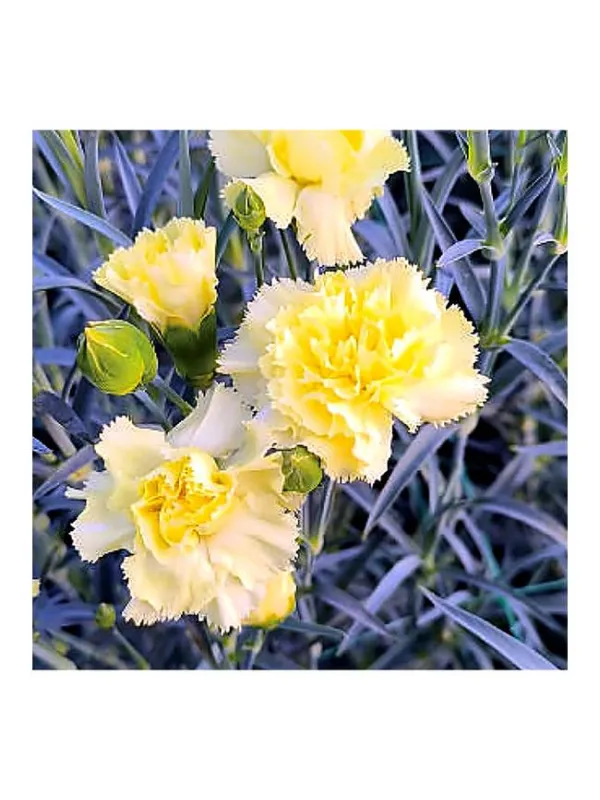 Giallo nauplia am 95 - mini carnation young plant H. 10 cm Carnation / Garofano - Azienda Agricola Di Giorgio Antonio Ss