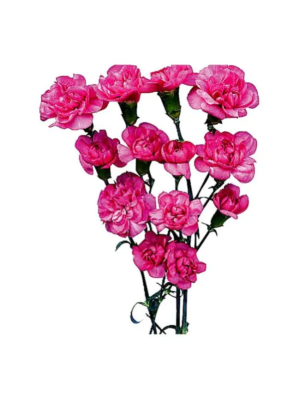 Grigio bm 95 - mini carnation young plant H. 10 cm Carnation / Garofano - Azienda Agricola Di Giorgio Antonio Ss