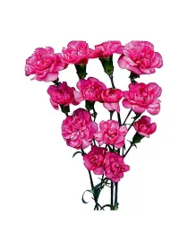 Grigio bm 95 - mini carnation young plant H. 10 cm Carnation / Garofano - Azienda Agricola Di Giorgio Antonio Ss