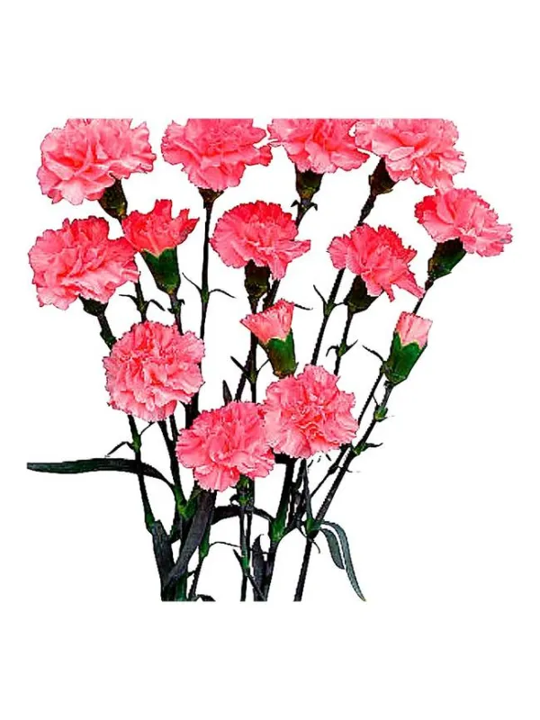 Kiato zm 137 - mini carnation young plant H. 10 cm Carnation / Garofano - Azienda Agricola Di Giorgio Antonio Ss