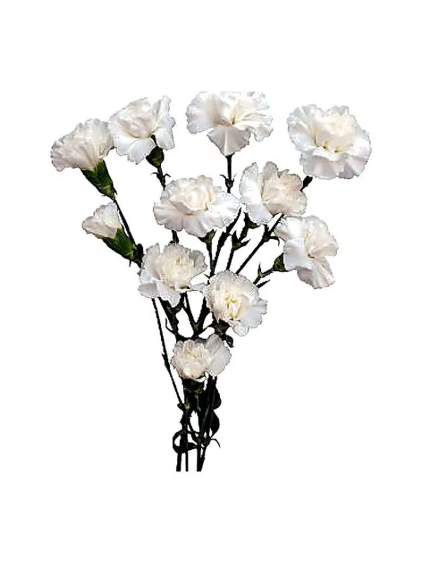 Leyton cm 57 - mini carnation young plant H. 10 cm Carnation / Garofano - Azienda Agricola Di Giorgio Antonio Ss