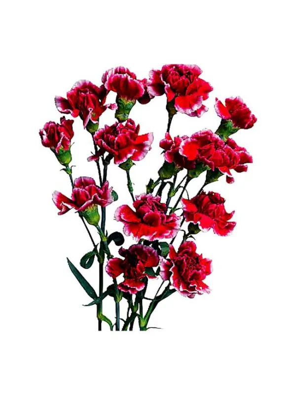 Molly vm 183 - mini carnation young plant H. 10 cm Carnation / Garofano - Azienda Agricola Di Giorgio Antonio Ss