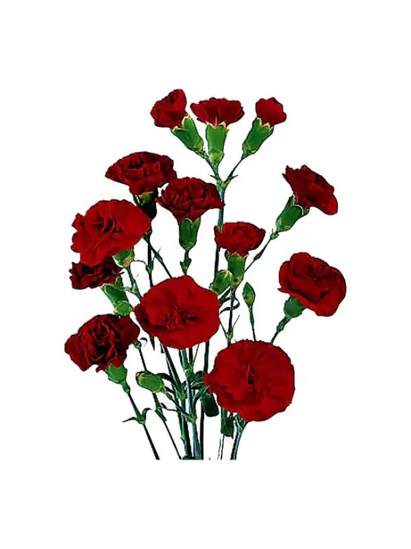P 9 chateau - mini carnation young plant H. 10 cm Carnation / Garofano - Azienda Agricola Di Giorgio Antonio Ss