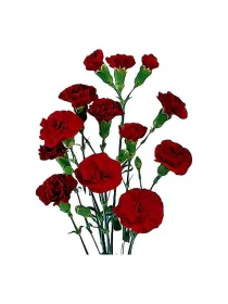P 9 chateau - mini carnation young plant H. 10 cm Carnation / Garofano - Azienda Agricola Di Giorgio Antonio Ss
