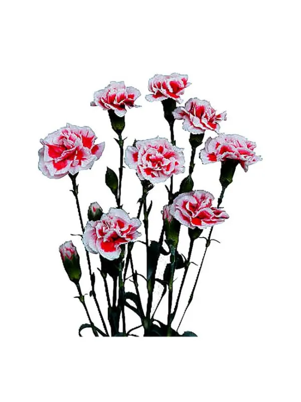 Pesco cm 16 - mini carnation young plant H. 10 cm Carnation / Garofano - Azienda Agricola Di Giorgio Antonio Ss