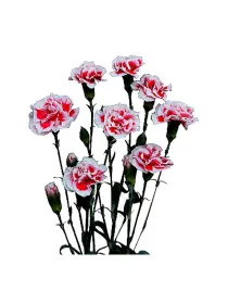 Pesco cm 16 - mini carnation young plant H. 10 cm Carnation / Garofano - Azienda Agricola Di Giorgio Antonio Ss