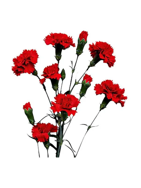 Pino a 74 - mini carnation young plant H. 10 cm Carnation / Garofano - Azienda Agricola Di Giorgio Antonio Ss