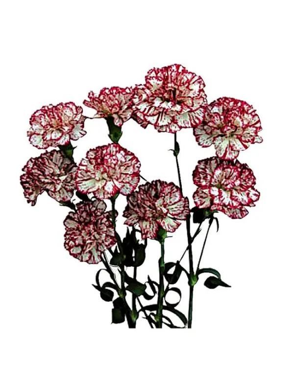 Punky m 36 - mini carnation young plant H. 10 cm Carnation / Garofano - Azienda Agricola Di Giorgio Antonio Ss