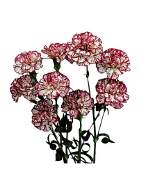 Punky m 36 - mini carnation young plant H. 10 cm Carnation / Garofano - Azienda Agricola Di Giorgio Antonio Ss