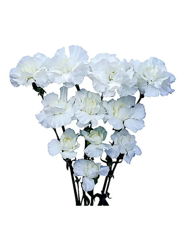 Rosa dm 139 - mini carnation young plant H. 10 cm Carnation / Garofano - Azienda Agricola Di Giorgio Antonio Ss