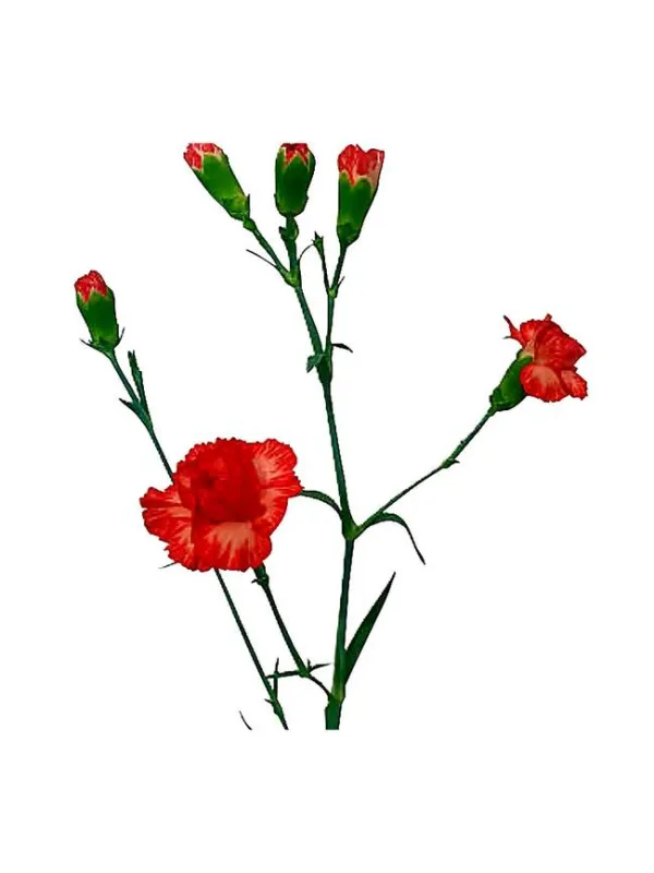 Salmone derveni am 188 - mini carnation young plant H. 10 cm Carnation / Garofano - Azienda Agricola Di Giorgio Antonio Ss