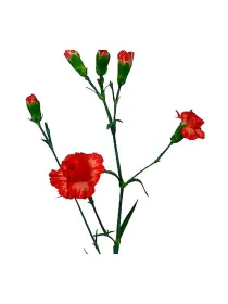 Salmone derveni am 188 - mini carnation young plant H. 10 cm Carnation / Garofano - Azienda Agricola Di Giorgio Antonio Ss