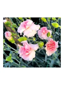 Snazzy u 170 - mini carnation young plant H. 10 cm Carnation / Garofano - Azienda Agricola Di Giorgio Antonio Ss