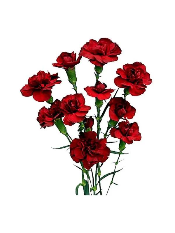 Teddy s 138 - mini carnation young plant H. 10 cm Carnation / Garofano - Azienda Agricola Di Giorgio Antonio Ss