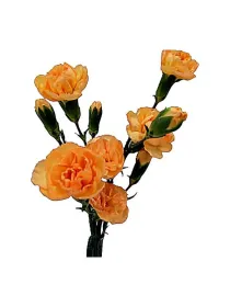 Tilde t 187 - mini carnation young plant H. 10 cm Carnation / Garofano - Azienda Agricola Di Giorgio Antonio Ss