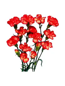 Yon d 270 - mini carnation young plant H. 10 cm Carnation / Garofano - Azienda Agricola Di Giorgio Antonio Ss