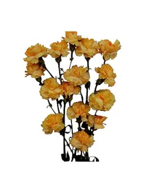 Yon oro - mini carnation young plant H. 10 cm Carnation / Garofano - Azienda Agricola Di Giorgio Antonio Ss