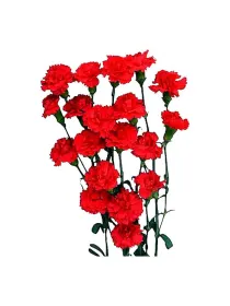 Yon rosso - mini carnation young plant H. 10 cm Carnation / Garofano - Azienda Agricola Di Giorgio Antonio Ss