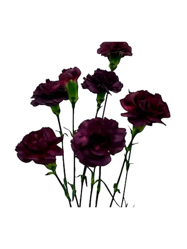 Yongo ciclamino - mini carnation young plant H. 10 cm Carnation / Garofano - Azienda Agricola Di Giorgio Antonio Ss